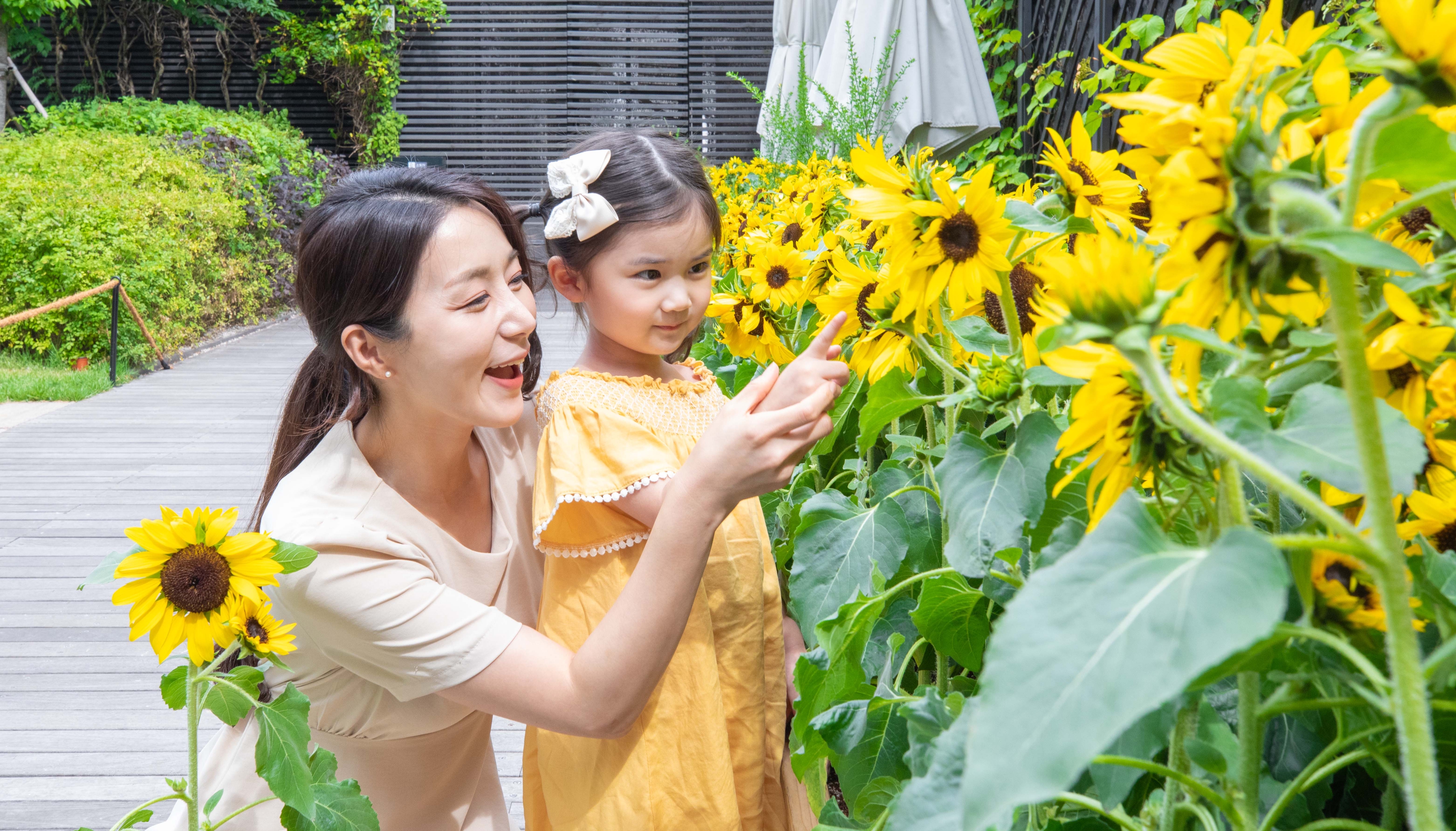 현대백화점은 다음 달 31일까지 서울 양천구 현대백화점 목동점에서 해바라기를 테마로 한 ‘썬플라워 인 목동’을 진행한다고 21일 밝혔다. 사진은 고객들이 ‘썬플라워 인 목동’ 해바라기를 구경하는 모습. 2024.6.21 현대백화점 제공. 재판매 및 DB 금지