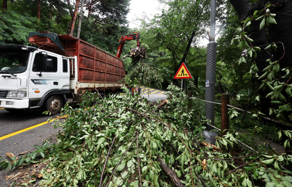 8일 오후 경기도 수원시 옛 경기도청 인근 팔달산로에서 관계자들이 장맛비에 쓰러진 나무를 치우고 있다. 2024.7.8  연합뉴스