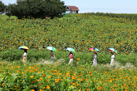 장맛비가 소강상태를 보인 10일 경기도 안성팜랜드를 찾은 시민들이 해바라기를 감상하고 있다. 2024.7.10. 연합뉴스