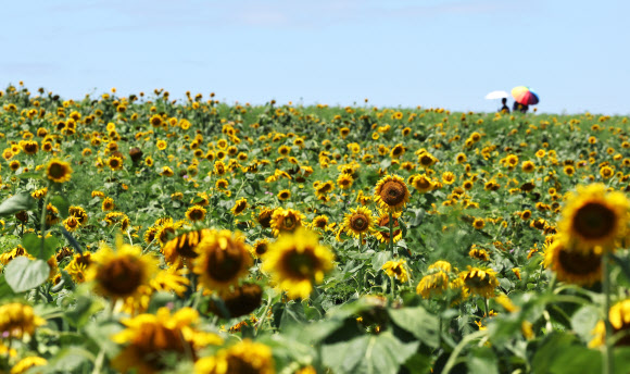 장맛비가 소강상태를 보인 10일 경기도 안성팜랜드를 찾은 시민들이 해바라기를 감상하고 있다. 2024.7.10. 연합뉴스