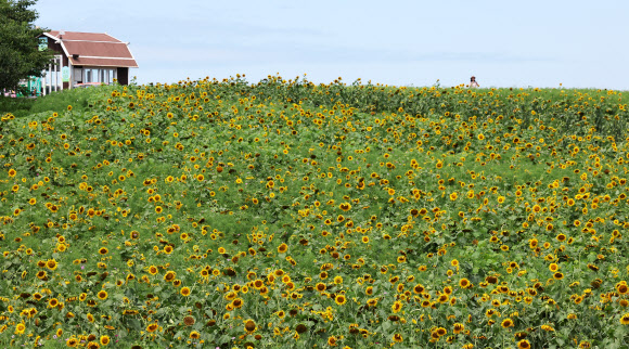 장맛비가 소강상태를 보인 10일 경기도 안성팜랜드를 찾은 시민들이 해바라기를 감상하고 있다. 2024.7.10. 연합뉴스