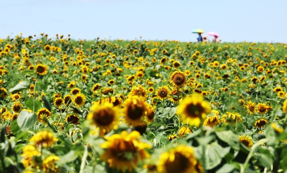 장맛비가 소강상태를 보인 10일 경기도 안성팜랜드를 찾은 시민들이 해바라기를 감상하고 있다. 2024.7.10. 연합뉴스