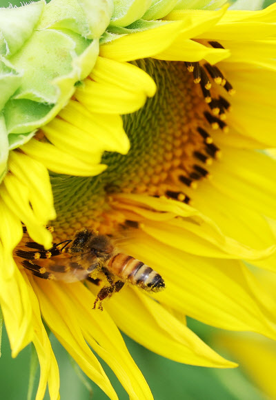 장맛비가 소강상태를 보인 10일 경기도 안성팜랜드에서 꿀벌이 해바라기 사이를 분주하게 날아다니고 있다. 2024.7.10. 연합뉴스