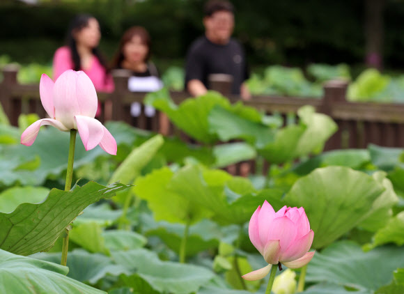 11일 오후 전남 무안 회산백련지에서 시민들이 연꽃을 감상하며 산책하고 있다. 2024.7.11. 연합뉴스