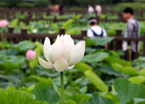 11일 오후 전남 무안 회산백련지에서 시민들이 연꽃을 감상하며 산책하고 있다. 2024.7.11. 연합뉴스