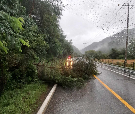 강원 내륙을 중심으로 호우 특보가 내려진 18일 양구군 방산면 오미리에서 도로에 나무가 쓰러져 있다. 2024.7.18  강원특별자치도소방본부 제공