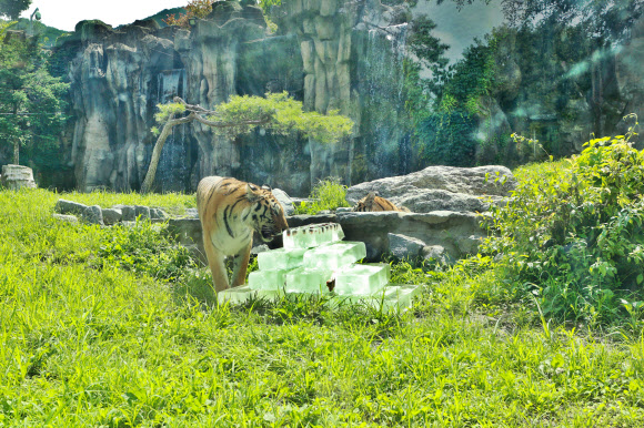 동물들이 폭염을 피하는 방법