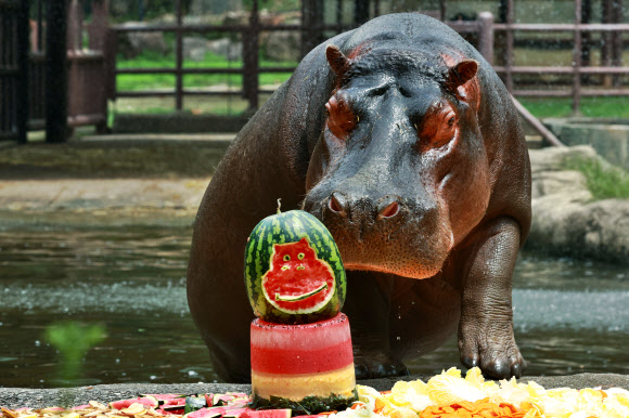 하마를 위한 여름특식