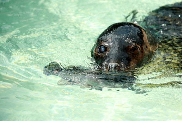 점박이물범의 여름보양