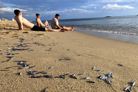 29일 강원 강릉시 경포해수욕장에서 백사장으로 밀려 나와 죽은 멸치떼가 곳곳에서 발견돼 눈길을 끌고 있다.  경포해변에서는 지난 6월 중순에도 2∼3차례 죽은 멸치떼가 발견되기도 했다. 2024.7.29. 연합뉴스