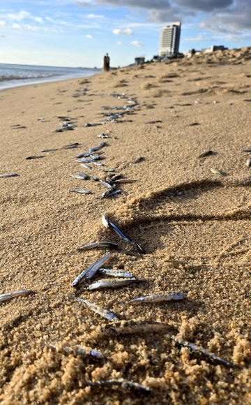 29일 강원 강릉시 경포해수욕장에서 백사장으로 밀려 나와 죽은 멸치떼가 곳곳에서 발견돼 눈길을 끌고 있다.  경포해변에서는 지난 6월 중순에도 2∼3차례 죽은 멸치떼가 발견되기도 했다. 2024.7.29. 연합뉴스