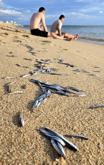 29일 강원 강릉시 경포해수욕장에서 백사장으로 밀려 나와 죽은 멸치떼가 곳곳에서 발견돼 눈길을 끌고 있다.  경포해변에서는 지난 6월 중순에도 2∼3차례 죽은 멸치떼가 발견되기도 했다. 2024.7.29. 연합뉴스