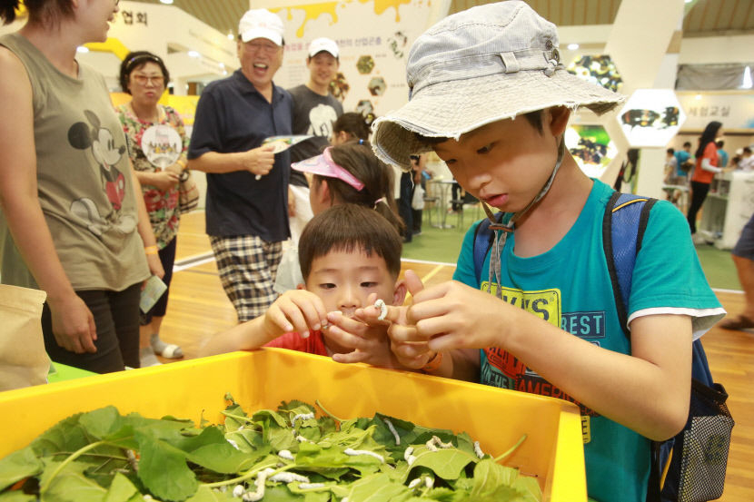 경북 예천군은 8월 15~18일까지 예천곤충생태원에서 2024 예천곤충축제를 연다. 사진은  예천곤충생태원 방문객들이 누에를 살펴보는 모습. 예천군 제공