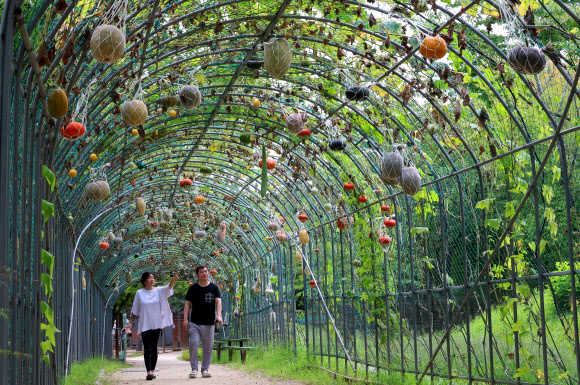 절기상 입추를 하루 앞둔 6일 인천 중구 월미공원을 찾은 시민들이 관상용 호박 터널을 산책하고 있다. 2024.8.6. 연합뉴스