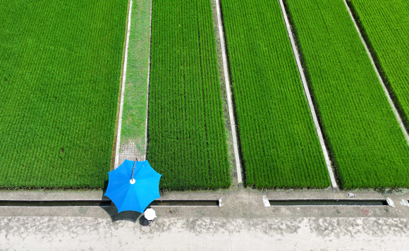 절기상 입추를 하루 앞두고 무더위가 이어진 6일 대구 북구 학정동 논밭이 초록빛으로 가득한 가운데 그늘막이 설치돼 있다. 2024.8.6. 연합뉴스