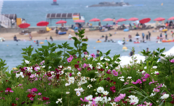 입추를 하루 앞둔 6일 강원 강릉시 사근진 바닷가에 가을의 전령 코스모스가 활짝 펴 계절의 변화를 알려주고 있다. 코스모스 뒤로 원색의 해수욕장 파라솔이 보인다. 2024.8.6. 연합뉴스