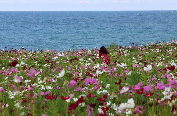 입추를 하루 앞둔 6일 강원 강릉시 사근진 바닷가에 가을의 전령 코스모스가 활짝 펴 계절의 변화를 알려주고 있다. 2024.8.6. 연합뉴스