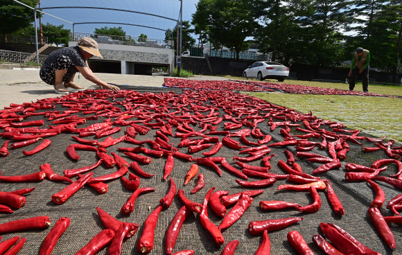 절기 입추를 하루 앞둔 6일 강원 강릉시 노암동 남대천 둔치에서 주민들이 고추를 말리고 있다. 2024.8.6. 연합뉴스