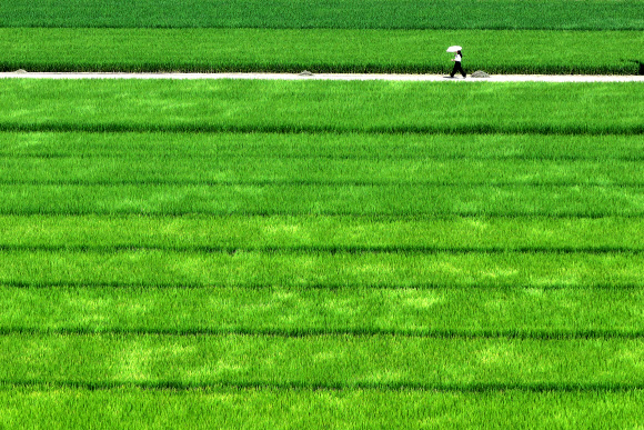 절기상 입추를 하루 앞두고 무더위가 이어진 6일 대구 북구 학정동 논밭에서 한 시민이 양산을 쓰고 이동하고 있다. 2024.8.6. 연합뉴스