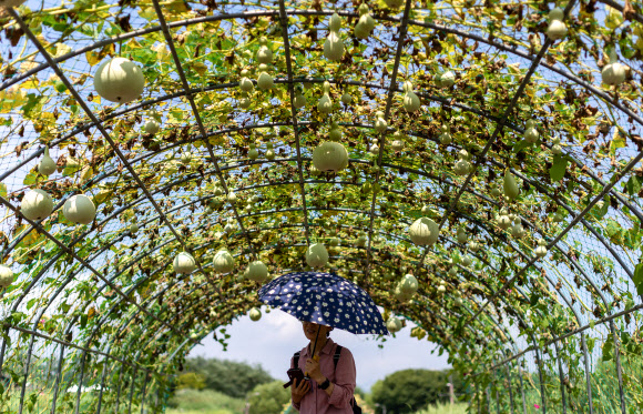가을을 알리는 절기인 ‘입추’를 하루 앞둔 6일 서울 마포구 하늘공원을 찾은 시민이 박 터널을 지나고 있다. 2024.8.6. 연합뉴스