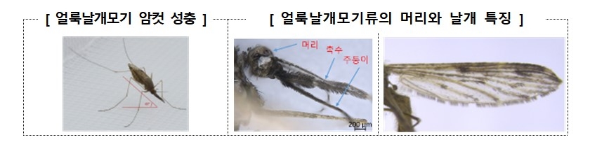 말라리아 매개 모기인 ‘얼룩날개모기’, 질병관리청 제공