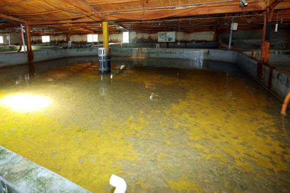 연일 무더위가 지속되는 7일 오후 전남 고흥군 두원면의 한 강도다리 양식장이 바닥을 보이고 있다 2024.8.7  연합뉴스