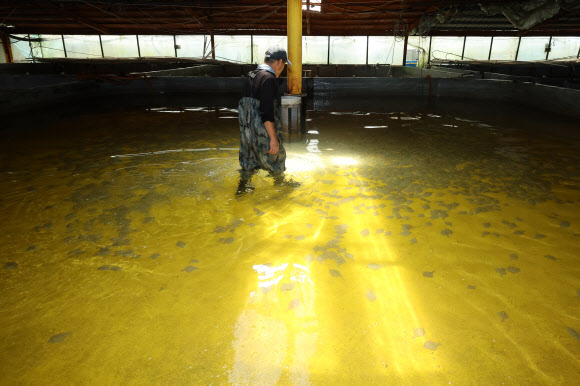 연일 무더위가 지속되는 7일 오후 전남 고흥군 두원면의 한 양식장에서 작업자가 강도다리를 살펴보고 있다. 2024.8.7  연합뉴스