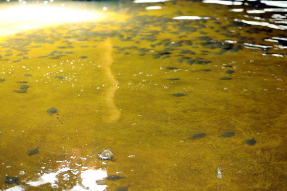 연일 무더위가 지속되는 7일 오후 전남 고흥군 두원면의 한 강도다리 양식장이 바닥을 보이고 있다.  2024.8.7  연합뉴스