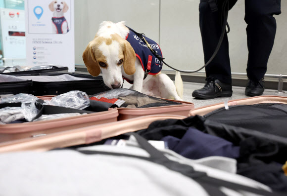 ‘빈대야 이제 찾는다’