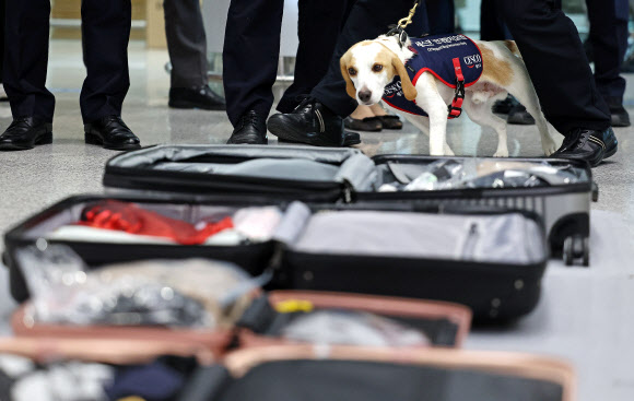 ‘빈대야 이제 찾는다’