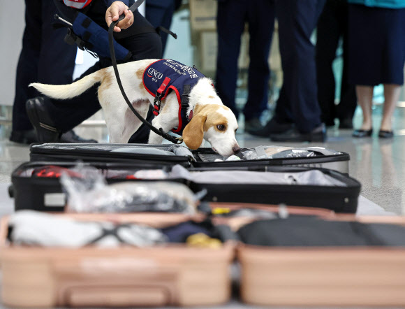 수하물 탐지하는 국내 최초 빈대 탐지견