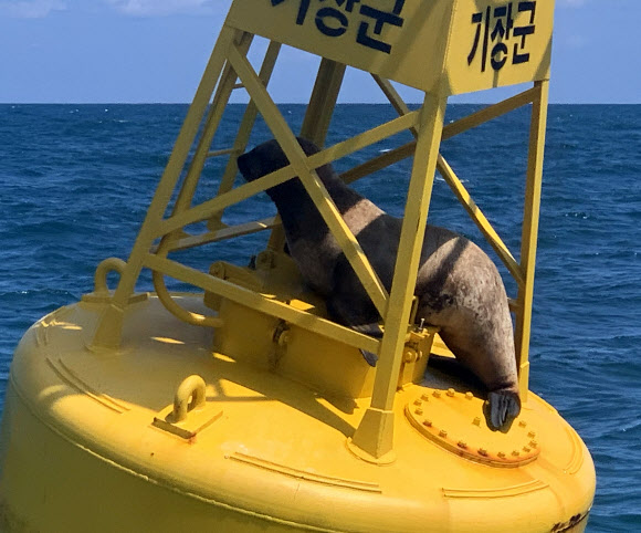12일 오후 부산시 기장군 앞바다 등부표 위에 멸종위기 야생생물로 지정된 큰바다사자 한 마리가 갇혀 있다. 울산해경은 신고를 받고 현장에 출동해 큰바다사자를 바다로 돌려보냈다고 밝혔다. 2024.8.12. 울산해양경찰서 제공