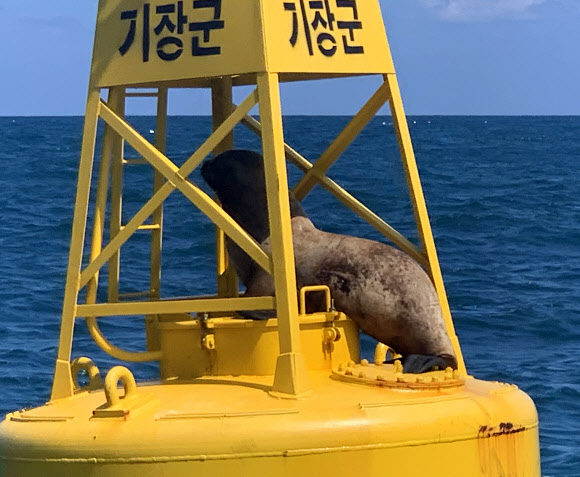 12일 오후 부산시 기장군 앞바다 등부표 위에 멸종위기 야생생물로 지정된 큰바다사자 한 마리가 갇혀 있다. 울산해경은 신고를 받고 현장에 출동해 큰바다사자를 바다로 돌려보냈다고 밝혔다. 2024.8.12. 울산해양경찰서 제공