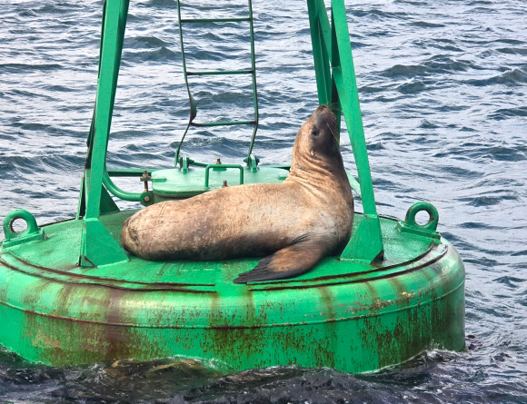 13일 오전 울산시 울주군 앞바다 등부표 위에 멸종위기 야생생물Ⅱ급인 큰바다사자 한 마리가 올라가 있다. 2024.8.13  울산해양경찰서 제공