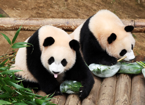 시원한 얼음으로 폭염 이겨내는 쌍둥이 판다