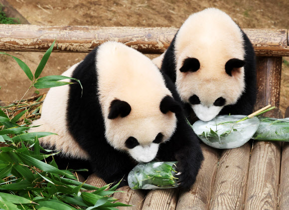 시원한 얼음으로 폭염 이겨내는 쌍둥이 판다