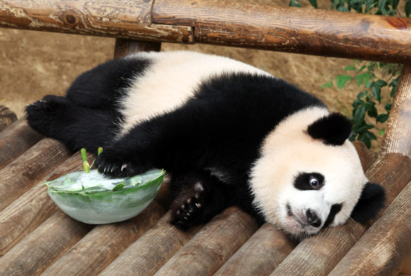 루이바오 ‘여기가 천국’