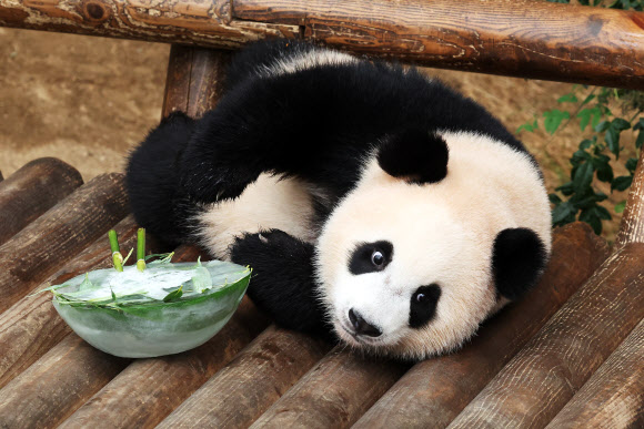 루이바오 ‘여기가 천국’