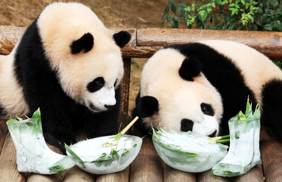 루이바오-후이바오 ‘여름 잘 지내고 있어요’