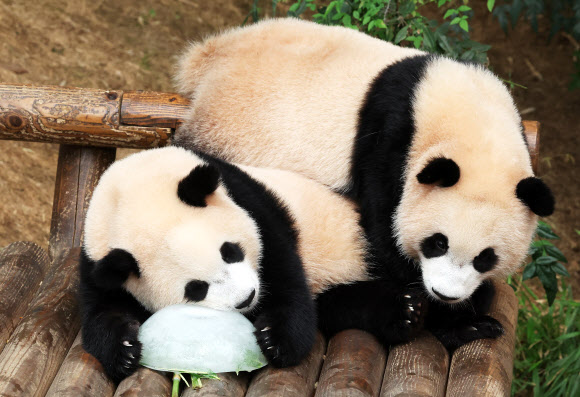 쌍둥이 판다의 첫 여름