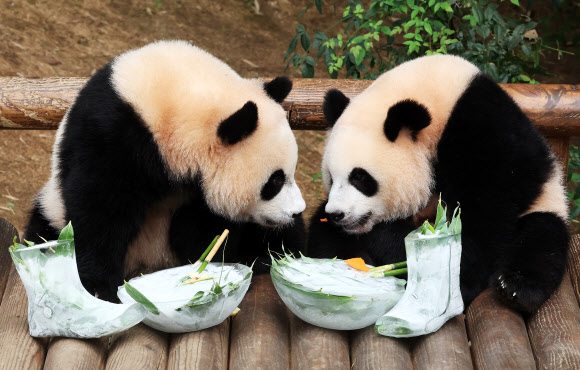 시원한 얼음으로 더위 식히는 쌍둥이 판다