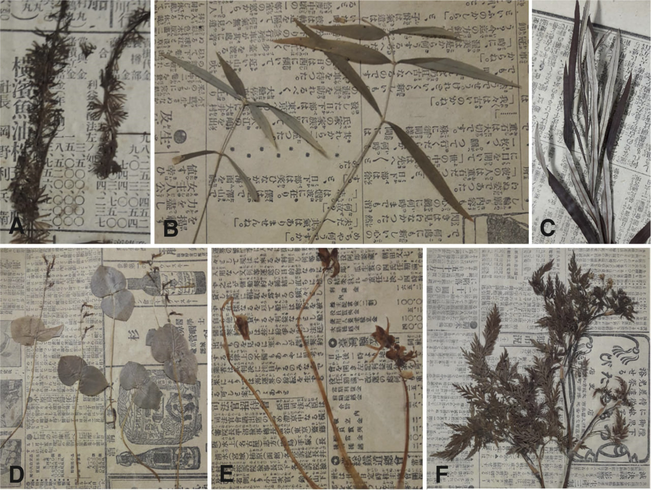 임형탁 전남대 명예교수가 지난 2018~2019년 일본 도쿄대 박물관에 체류하면서 찾은 미동정 한반도 식물 고표본. 당시 나온 신문 등에 쌓인 채 표본으로 정리되기 전 상태로 보관되어 있었다.  식물명은 A. 개통발 B. 긴잎별꽃 C. 육지꽃버들 D. 쌍잎난초 E.유령란 F. 털기름나물.