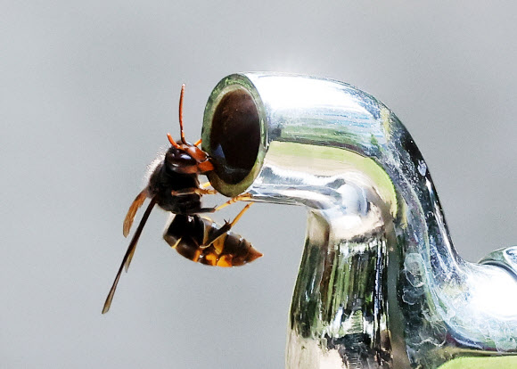 폭염이 이어지고 있는 16일 오후 경기도 수원시 한 공원에서 벌이 수도꼭지에 고여있는 물을 먹고 있다. 2024.8.16 연합뉴스