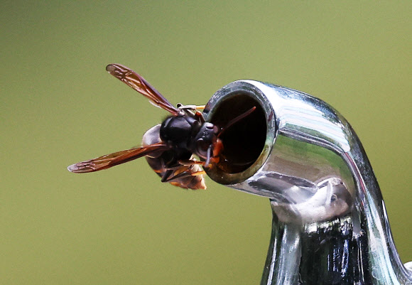 폭염이 이어지고 있는 16일 오후 경기도 수원시 한 공원에서 벌이 수도꼭지에 고여있는 물을 먹고 있다. 2024.8.16 연합뉴스