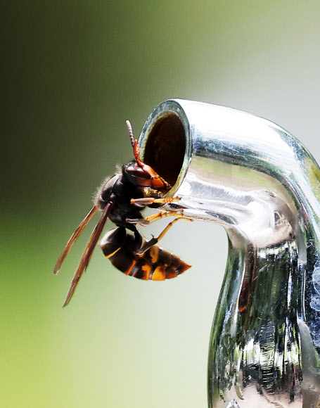 폭염이 이어지고 있는 16일 오후 경기도 수원시 한 공원에서 벌이 수도꼭지에 고여있는 물을 먹고 있다. 2024.8.16 연합뉴스