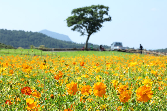 19일 오전 제주 서귀포시 안덕면 신화월드 내 신화가든에 황화코스모스가 활짝 피어 오가는 이의 시선을 끌고 있다. 2024.8.19. 연합뉴스