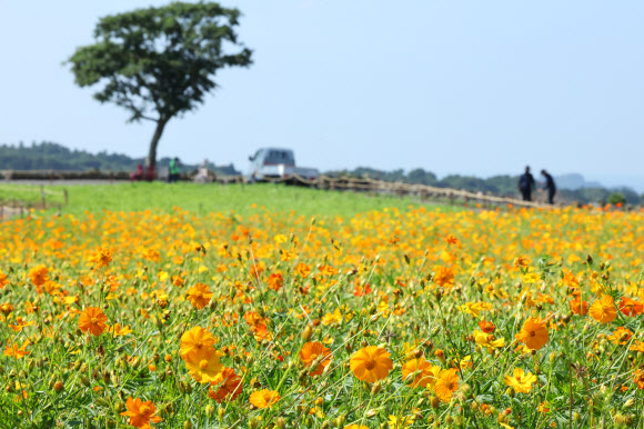 19일 오전 제주 서귀포시 안덕면 신화월드 내 신화가든에 황화코스모스가 활짝 피어 오가는 이의 시선을 끌고 있다. 2024.8.19. 연합뉴스