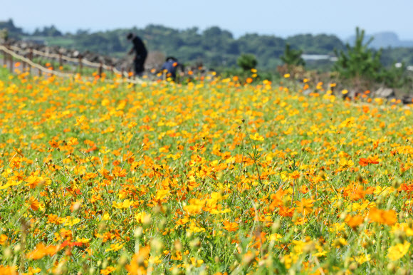 19일 오전 제주 서귀포시 안덕면 신화월드 내 신화가든에 황화코스모스가 활짝 피어 오가는 이의 시선을 끌고 있다. 2024.8.19. 연합뉴스