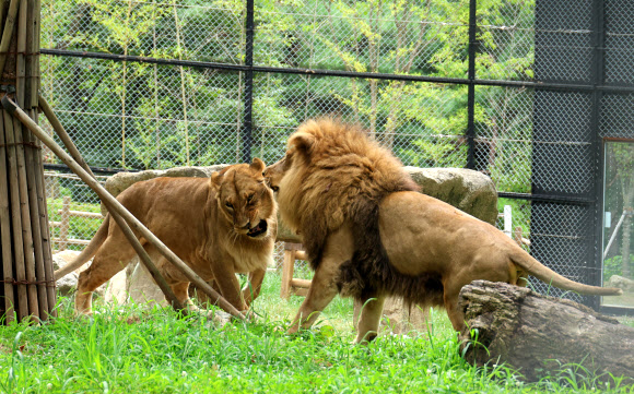 ‘갈비사자’ 바람이와 암사자 ‘도도’가 20일 오후 청주동물원 동물보호시설에서 함께 놀고 있다. 2024.8.20  연합뉴스