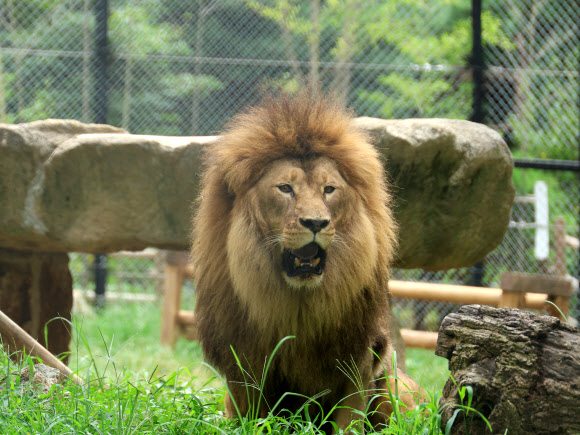 ‘갈비사자’ 바람이가 20일 오후 청주동물원 동물보호시설에서 휴식하고 있다. 2024.8.20  연합뉴스